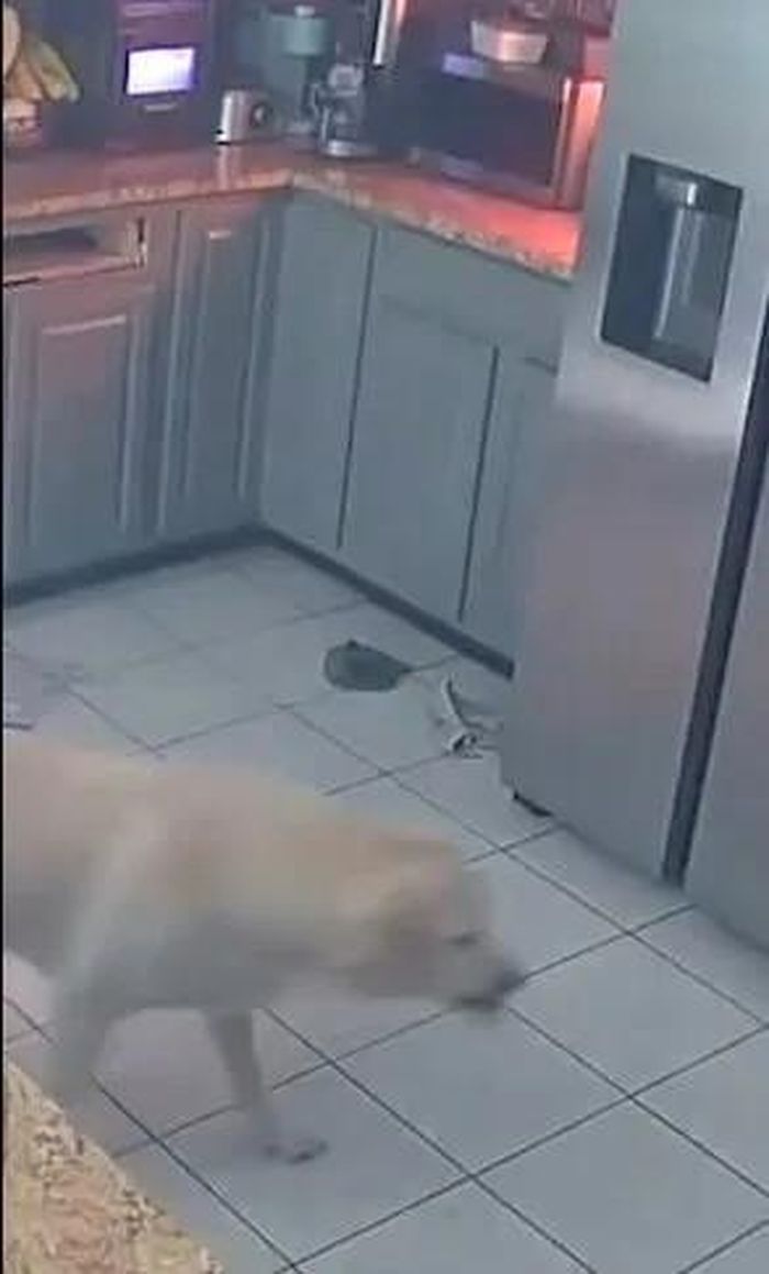 Vài khoảnh khắc sau, một ánh sáng đỏ rực xuất hiện. (Nguồn: Chad Ellis qua Storyful)