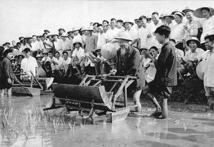 Bác Hồ dùng thử máy cấy lúa cải tiến tại Trại thí nghiệm trồng lúa của Sở Nông Lâm Hà Nội, ngày 16/7/1960. Ảnh: hochiminh.vn