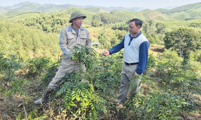  Khu vực trồng rừng kinh tế của xã Dương Hưu. 