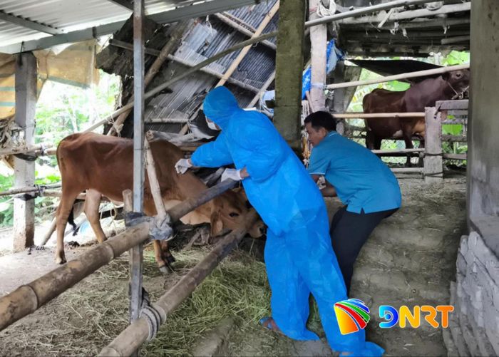 Nhân viên thú y xã Điện Bàn Tây tiêm vaccine phòng bệnh lở mồm long móng cho đàn bò của hộ dân. Ảnh: HỮU ANH