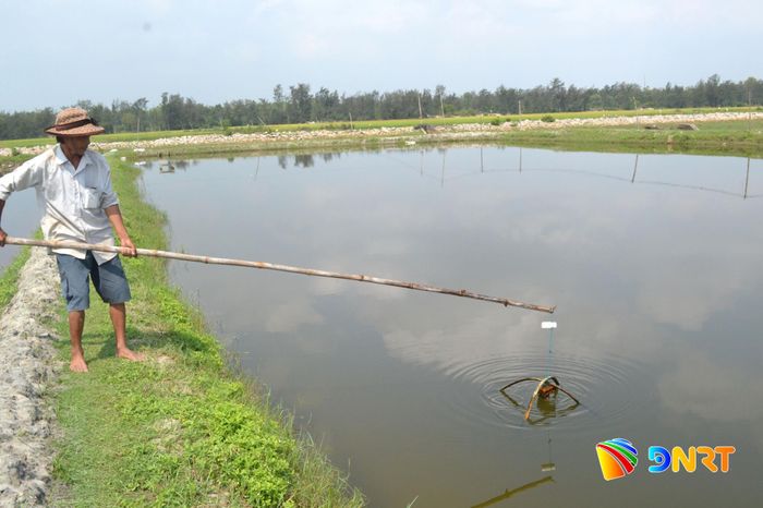 Ông Nguyễn Thanh Thiên luôn kiểm tra tôm nuôi thường xuyên để phòng, chống dịch bệnh. Ảnh: QUANG VIỆT