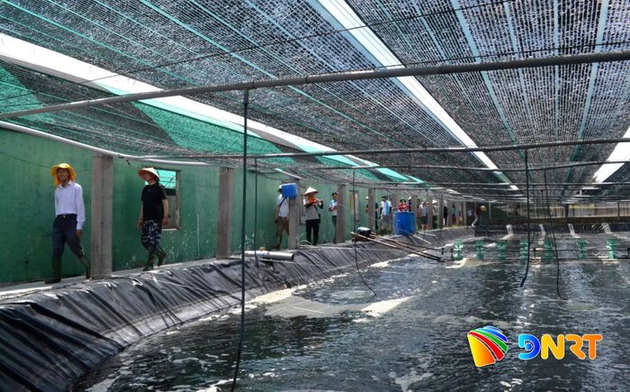 Nuôi tôm công nghệ cao trên địa bàn xã Tam Anh. Ảnh: QUANG VIỆT