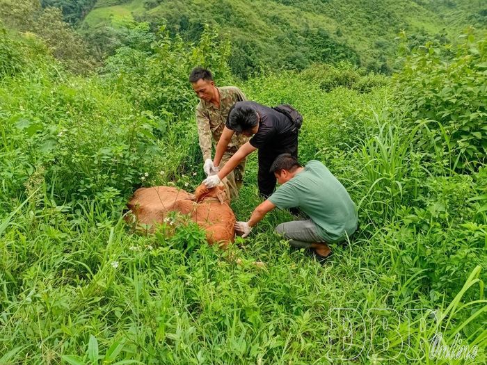 Cán bộ Trung tâm Dịch vụ tổng hợp xã Sam Mứn kiểm tra các triệu chứng bệnh trên gia súc tại bản Púng Bửa.