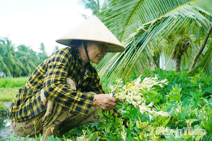 Rau màu chuyển từ màu xanh sang màu trắng.