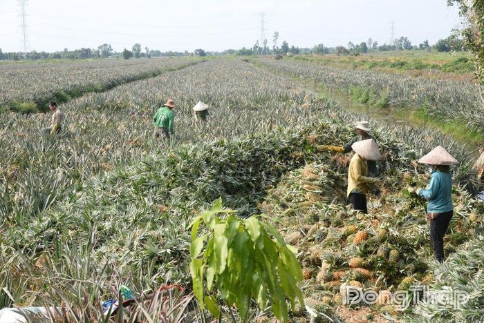 Hiện vùng chuyên canh khóm Tân Phước có diện tích trên 15.000 ha.