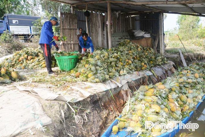 Giá khóm duy trì ở mức từ 6.000 - 10.000 đồng/kg giúp người dân yên tâm canh tác.