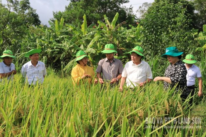 Các đại biểu tham quan mô hình giống lúa lai QL301