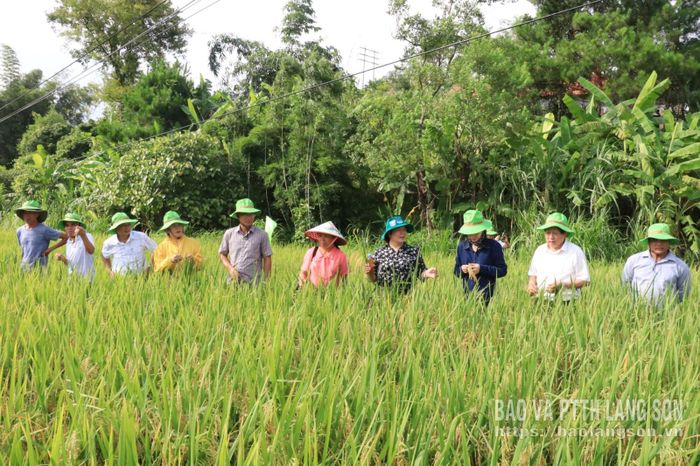 Các đại biểu tham quan mô hình giống lúa lai QL301