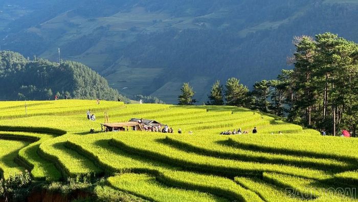 Ruộng bậc thang ở Mù Cang Chải ngày càng được nhiều du khách biết tới.
