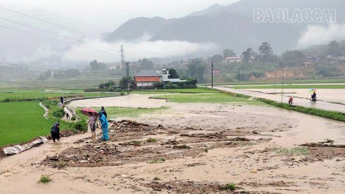 49 ha lúa trên địa bàn xã Minh Lương bị thiệt hại do mưa lũ. Ảnh: Xã Minh Lương