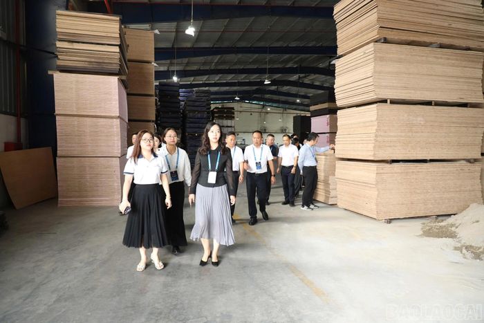 Đoàn công tác trực tiếp tham quan dây chuyền sản xuất ván ghép kích thước lớn và đũa gỗ xuất khẩu của doanh nghiệp.
