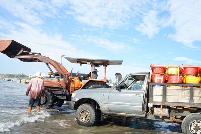 Những chuyến xe vận chuyển cá từ biển vào bờ