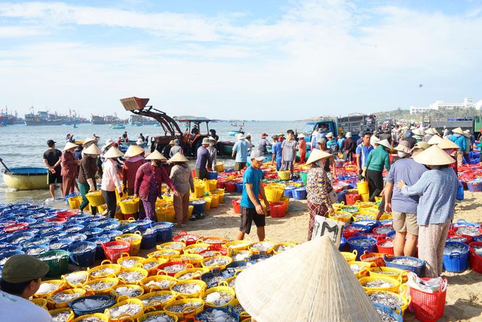 Nhộn nhịp không khí làm việc ở làng chài khi cá cơm cập bến