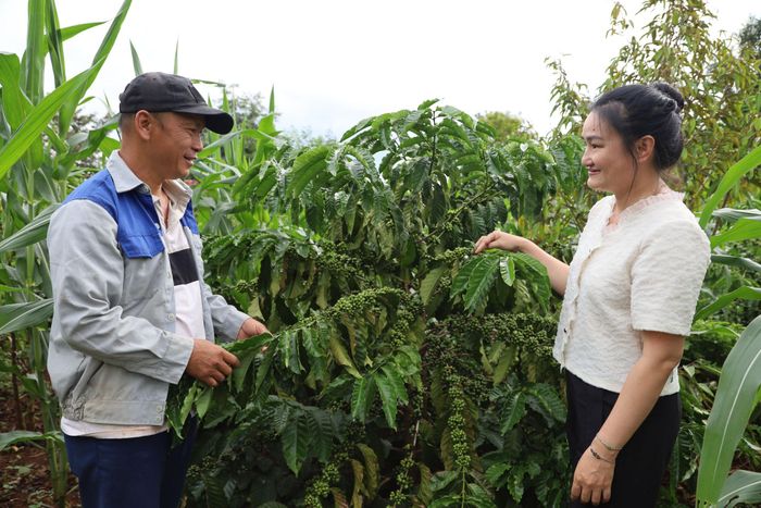 Người dân buôn Trum, xã Cư Jút tích cực phát triển sản xuất nông nghiệp