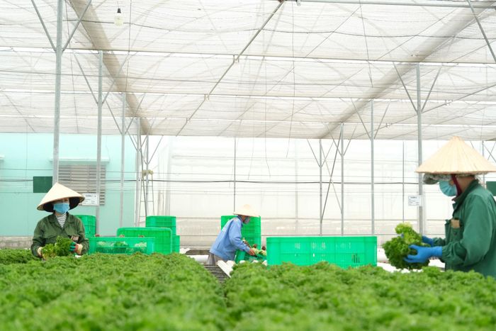Nhiều doanh nghiệp nước ngoài đến đầu tư sản xuất nông nghiệp công nghệ cao tại Lâm Đồng