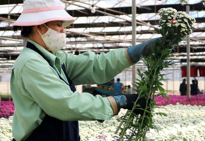 Thu hoạch hoa phục vụ xuất khẩu tại Công ty Đà Lạt Hasfarm