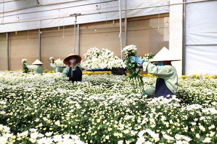 Công ty Đà Lạt Hasfarm đang trở thành sự lựa chọn hàng đầu trong thị trường hoa châu Á - Thái Bình Dương