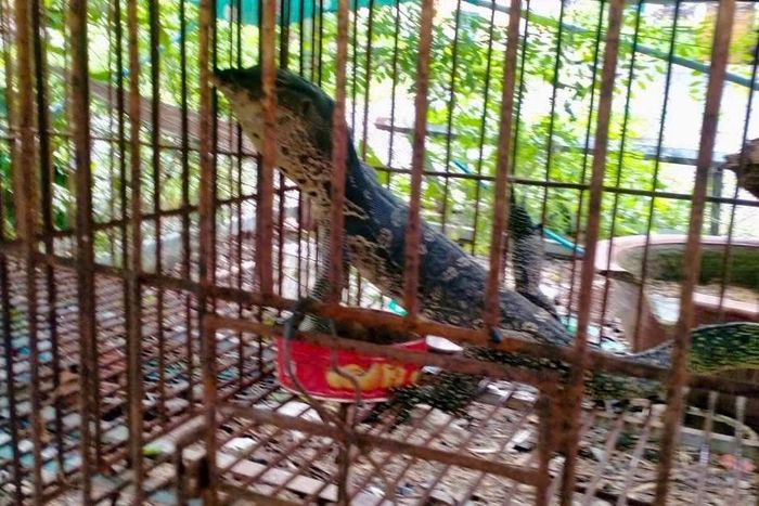 Kỳ đà hoa chuẩn bị được thả về môi trường tự nhiên