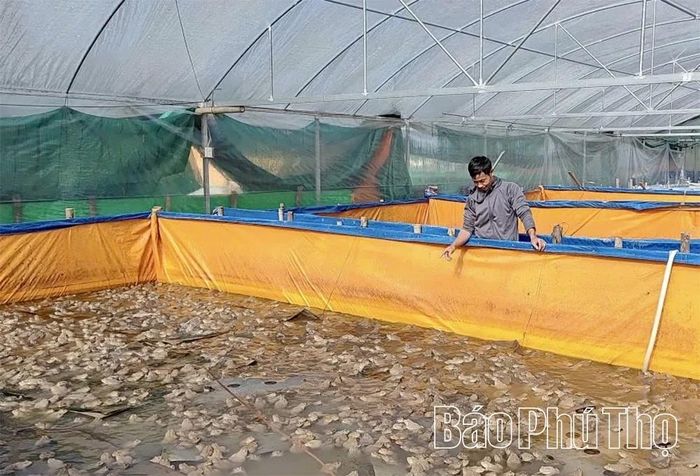 Nuôi cá rô đầu nhím kết hợp nuôi ếch thương phẩm của gia đình anh Đỗ Tuấn Anh, xã Chí Đám là một trong những mô hình kinh tế hiệu quả, góp phần lan tỏa phong trào nông dân thi đua sản xuất, kinh doanh giỏi trên địa bàn.