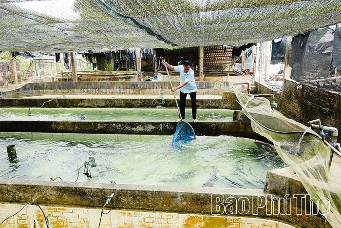 Trang trại có hơn 10 bể nuôi với nhiều lứa cá khác nhau, từ cá giống, cá thương phẩm đến đàn cá bố mẹ phục vụ sản xuất trứng.