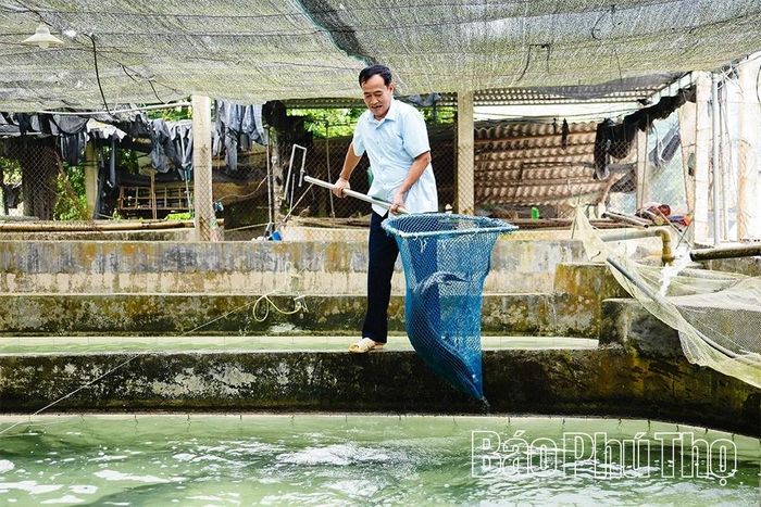 Nhờ tuân thủ nghiêm ngặt quy trình kỹ thuật, đàn cá của gia đình ông Chi phát triển khỏe mạnh, tỷ lệ sống cao. Hiện cá thương phẩm được bán với nhiều mức giá tùy trọng lượng, dao động từ khoảng 250.000 - 500.000 đồng/kg. Mỗi năm, gia đình thu lãi trên 300 triệu đồng.