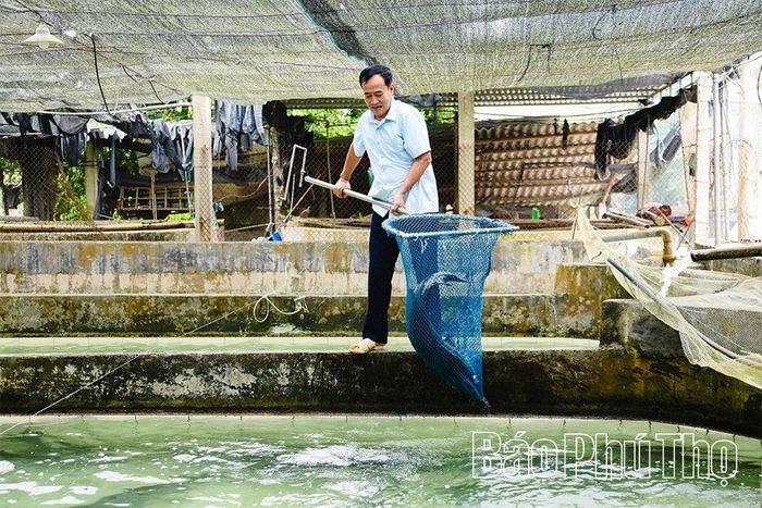 Nhờ tuân thủ nghiêm ngặt quy trình kỹ thuật, đàn cá của gia đình ông Chi phát triển khỏe mạnh, tỷ lệ sống cao. Hiện cá thương phẩm được bán với nhiều mức giá tùy trọng lượng, dao động từ khoảng 250.000 - 500.000 đồng/kg. Mỗi năm, gia đình thu lãi trên 300 triệu đồng.