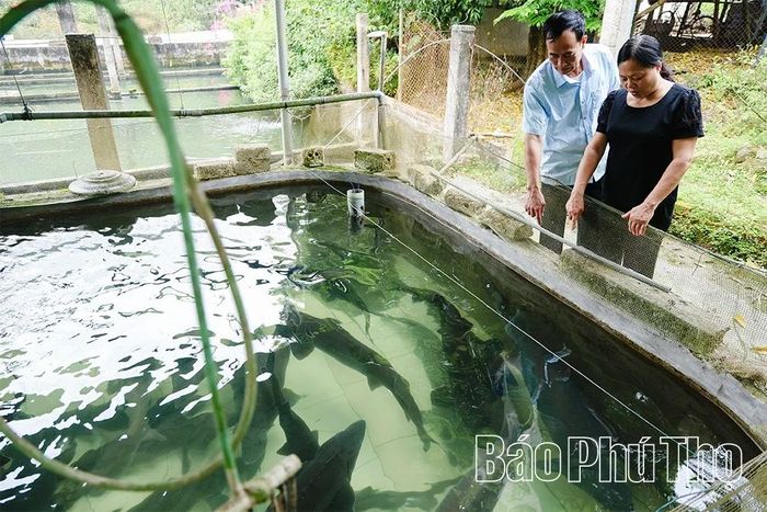 Từ năm 2020, ông Nguyễn Ngọc Chi, xã Tam Sơn đã mở trang trại nuôi cá tầm rộng hơn 6.000 m