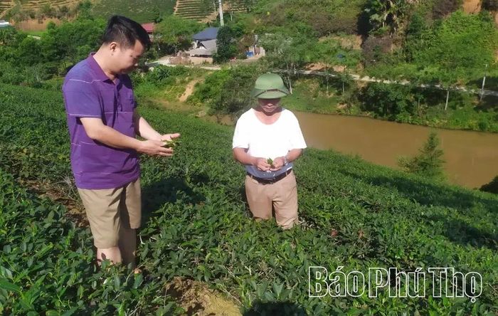 Ông Đặng Đức Nam - Giám đốc HTX Sản xuất và chế biến chè Hoàng Văn (mặc áo tím), xã Minh Đài cùng thành viên HTX kiểm tra mức độ sinh trưởng của cây chè áp dụng sản xuất theo tiêu chuẩn VietGAP.