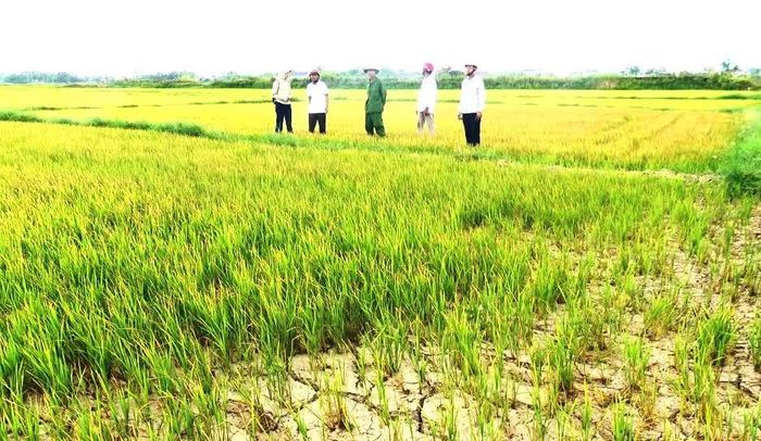 Nhiều diện tích lúa hè-thu ở Hợp tác xã Đông Giang 1 thiếu nước do nắng hạn - Ảnh: Đ.V
