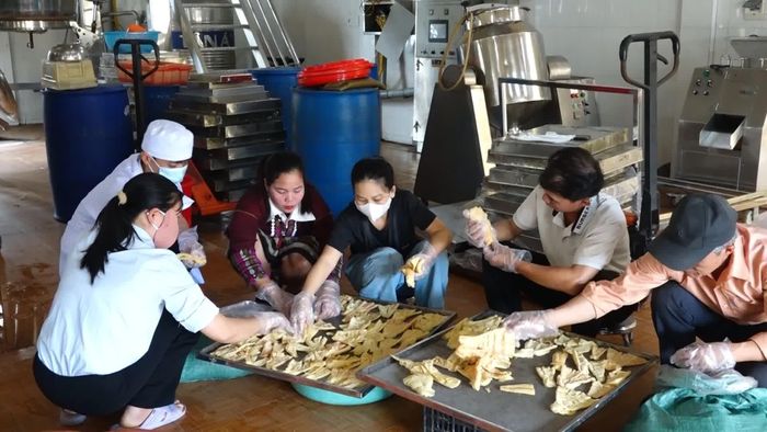 Chế biến đảm bảo chất lượng góp phần nâng cao giá trị măng rừng - M.H