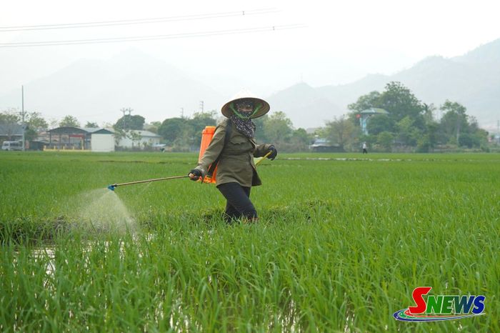 Nông dân xã Phù Yên sử dụng chế phẩm sinh học trong sản xuất lúa hữu cơ.