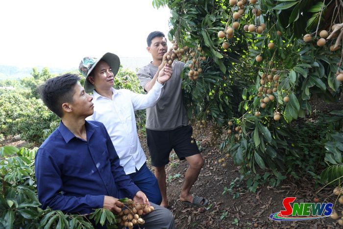 Cán bộ xã và Bí thư chi bộ bản Nà Lốc thăm mô hình trồng nhãn của Hợp tác xã Cây ăn quả vườn đồi.
