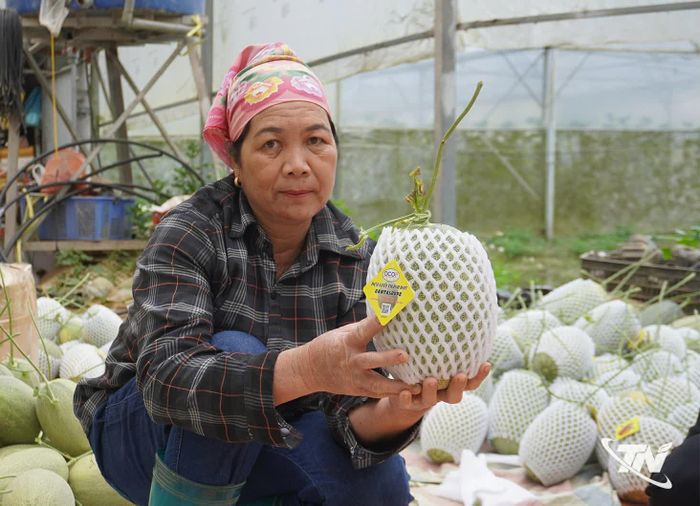 Dưa lưới của HTX Nông nghiệp công nghệ cao Thành Đạt đã được công nhận OCOP 3 sao cấp tỉnh.