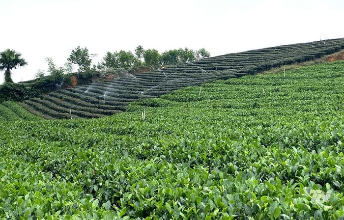 Người dân Làng nghề chè Minh Thắng đã thay thế giống chè cũ bằng các giống có năng suất, chất lượng cao.