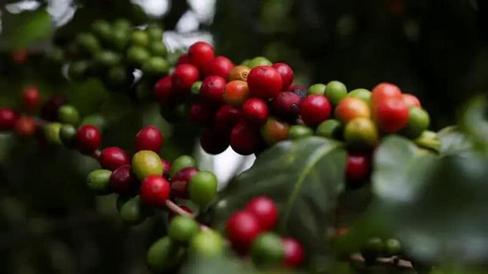 Giá cà phê trong nước bật tăng mạnh. Ảnh minh họa