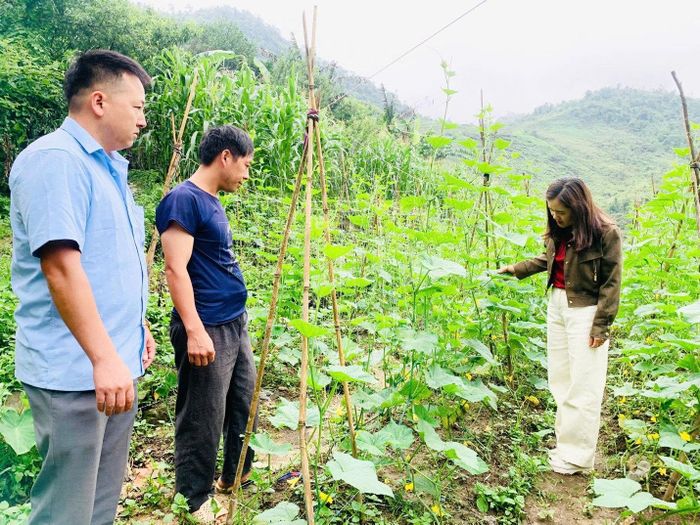 Sau khi "an cư", gia đình anh Vàng Tờ Hùng, xã Quản Bạ đã mạnh dạn chuyển đổi cây trồng, từng bước vươn lên thoát nghèo.