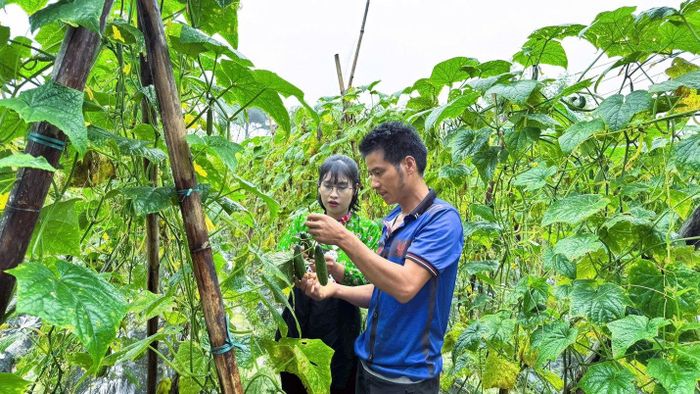 Có nơi ở ổn định, gia đình anh Nguyễn Kim Thức mạnh dạn chuyển đổi gần 1.000m² đất sang trồng dưa chuột liên kết với doanh nghiệp, tạo nguồn thu nhập ổn định.