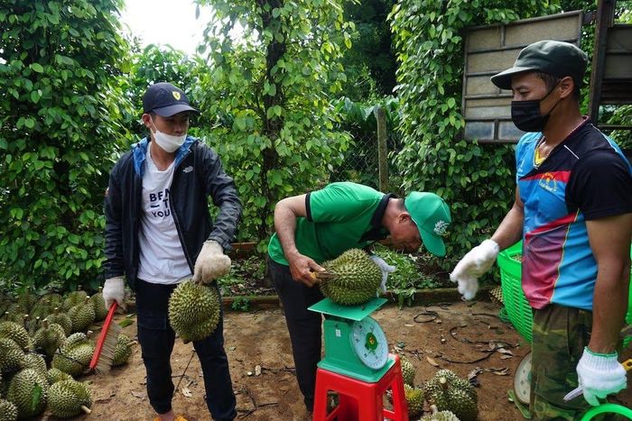 Các HTX ở Krông Pắc nâng tầm trái sầu riêng với VietGAP, truy xuất nguồn gốc, xây dựng thương hiệu và phát triển tài sản sở hữu trí tuệ.