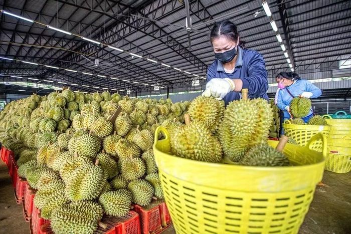 Chi cục Hải quan khu vực triển khai đồng bộ các giải pháp tạo thuận lợi thông quan hàng hóa xuất khẩu.