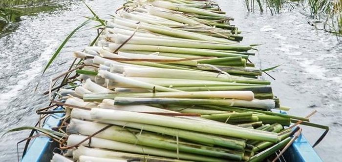 Cây bồn bồn từ mọc hoang nay đã thành cây trồng hàng hóa đem lại thu nhập ổn định cho người dân miền Tây Nam Bộ.