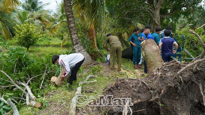 Lực lượng chức năng cắt tỉa, phát quang cây xanh có nguy cơ gãy đổ, bảo đảm an toàn cho nhà dân.