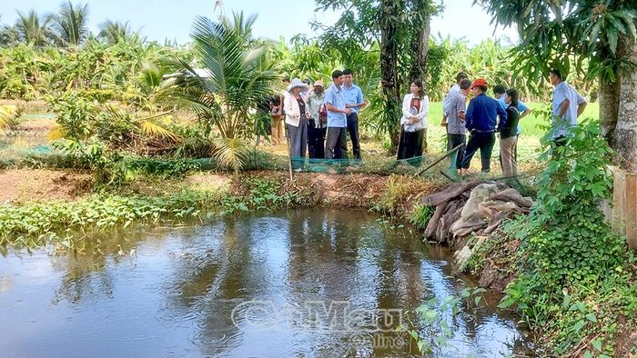 Đoàn khảo sát mô hình sản xuất lúa an toàn kết hợp nuôi cá đồng tại Tổ hợp tác Sản xuất - Dịch vụ du lịch sinh thái cộng đồng Bình Minh 2, ấp Bình Minh.