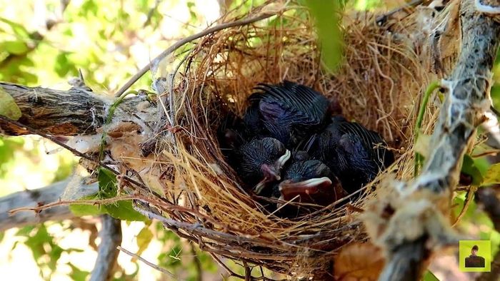 Khả năng “dự báo thời tiết” của chim. Ảnh minh họa.