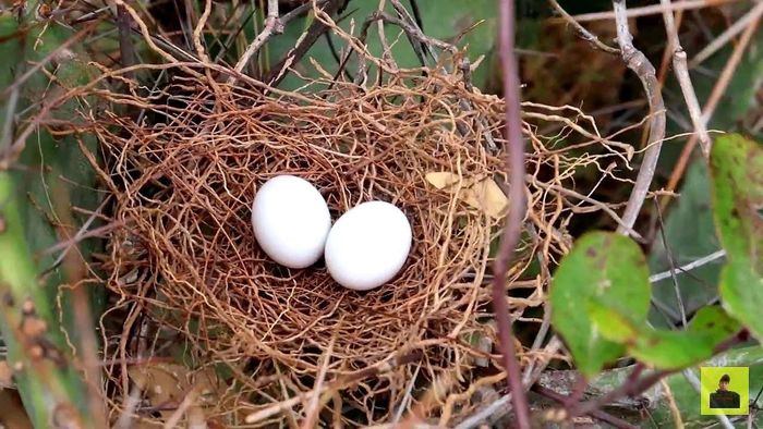 Chim có khả năng cảm nhận sự thay đổi của môi trường rất tốt. Ảnh minh họa.