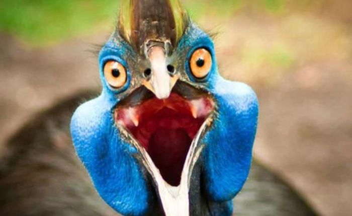 Cassowary có khả năng phát ra những âm thanh ở tần số thấp hơn nhiều so với các loài chim khác