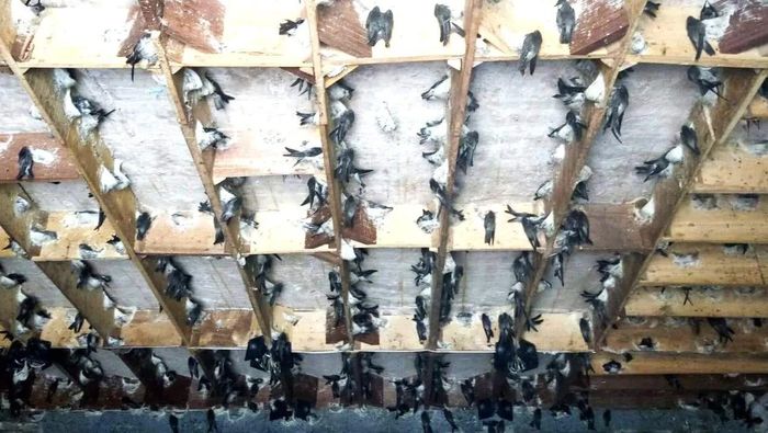 Quần thể chim yến đang bị đe dọa