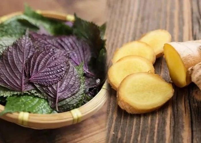 Ít ai biết lá tía tô không chỉ là rau gia vị quen thuộc mà còn chứa nhiều hoạt chất có lợi, kết hợp với gừng có thể hỗ trợ giải cảm, giảm ho. (Ảnh minh họa)