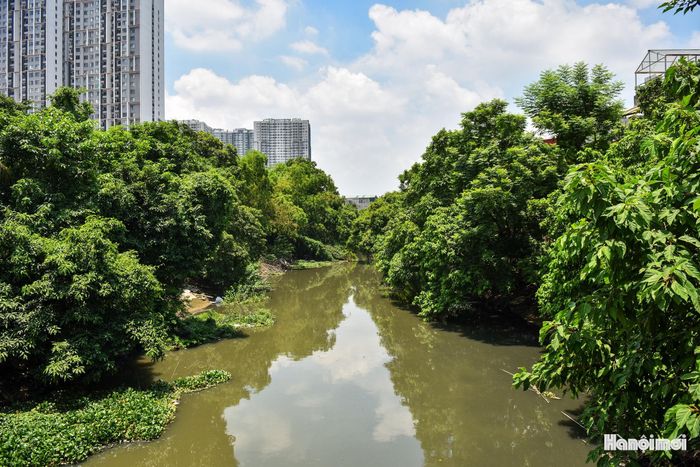 Nhiều đoạn sông Nhuệ chưa được kè bờ, cây cối mọc dày đặc, tạo nên sự tương phản giữa dòng sông và các khu đô thị hiện đại phía sau.