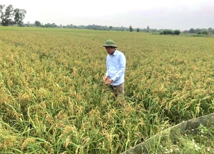 Nhiều diện tích sản xuất nông nghiệp ở thôn Đa Phúc (xã Quốc Oai) không còn bị bỏ hoang. Ảnh: Nguyễn Văn