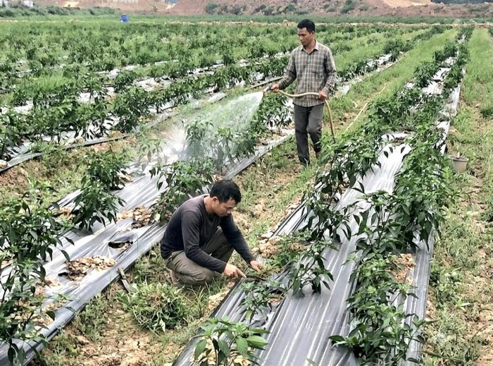 Nhiều mô hình trồng trọt của thành viên HTX Đa Phúc cho hiệu quả kinh tế cao. Ảnh: Nguyễn Văn